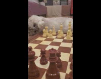 Fluffy kitten plays chess 
