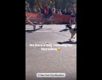 Crowd cheer for lost dog at marathon Part 2