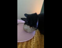 Cat shoved its face inside baked potato