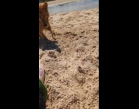 Dog plays on sand scared of toe