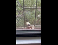 Collab PubityPets - Bird Feeds Fledglings on Nest by Window