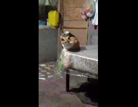 Cat biting orange cat 