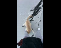 Dog glides through ice towards hooman