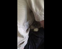 guy playing video games with cat on his lap