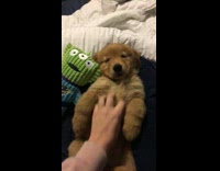 Brown dog in bed being scratched next to green toy story alien 