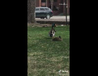 Big duck lifts back leg up yoga