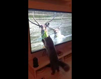 Cat wipe TV screen play wildlife videos