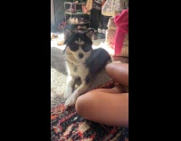 Dog wears sunglasses shakes hand with woman