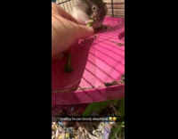 Collab BitchMP - hamster full cheek sticking broccoli in