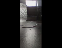 Ant crushed legs crawl on table droplets