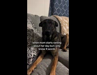 Woman films dog with funny text caption