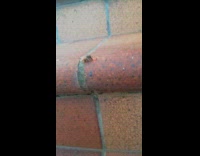 Bee sips drop of honey from filmer