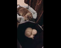 Cat stares at kitten sleeping on bed