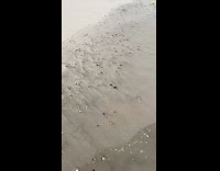 Fruits at beach washed ashore with basket