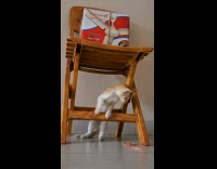 Pet cat plays with a straw rope under the wooden table