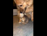 Cat and dog love grooms each other