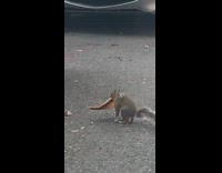 Squirrel with a slice of pizza on the road 
