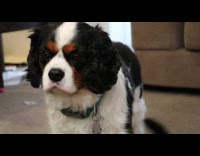 brown dog starring cat walks next to him