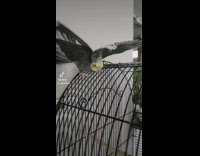 Bird pecks and plays and with the room thermostat 