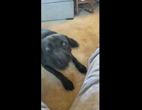 Collab Clips mpugc - Black dog biting water spray bottle