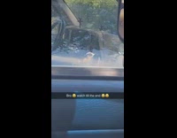 Dog stuck in car howl cry bark