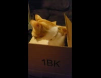 Pet cat peeks and emerges from the box