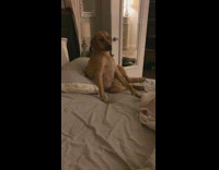 Brown dog sits upright bed grey pillow 