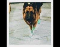 Black brown german shepherd dog green socks