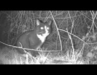 Black and white video cat talks weirdly