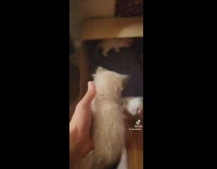 Small white cat is lifted back into box 