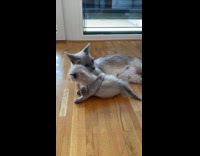 Grey cat lays holds hugs grooms kitten 