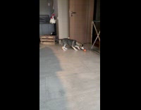 Dog play with self spinning  orange ball
