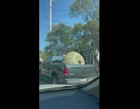 Very large green pumpkin behind pickup truck
