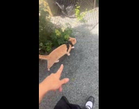 [duplicate] Taking cat to dog park