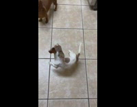 Pet dog puppy gets excited and jump spin on the floor