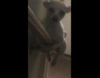 Collab BitchMP - White dog stair railing