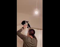 Cat hits guy trying to open white cabinets