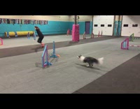 Black white dog practice run obstacle course