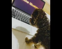 Black puppy tilts head ducks quack zipper 