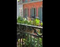 Group girls selfies grey window balcony railings