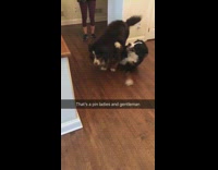 Collab KaleSaladIG - Dog pins black dog down during play fight 