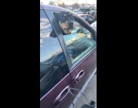 Man parked next to car with dog 
