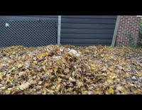 Dog jump on pile of leaves slow motion