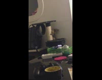 Pet kitten catches its tail and fell from the cat tower