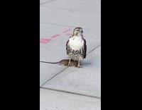 Hawk stands on sidewalk with dead rat 