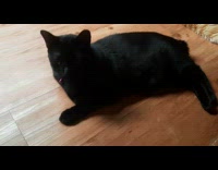 Two Cats Sleeps and Rest on Floor 