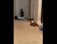 Collab BitchMP - Little baby says hey corgi and dog lays down