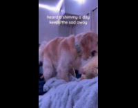 Dog does shimmy dance on the bed