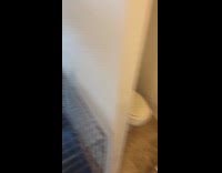 Woman shows pigeon likes to wear scrunchie 