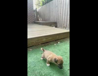 Brown puppy dog jumps wood deck backyard 